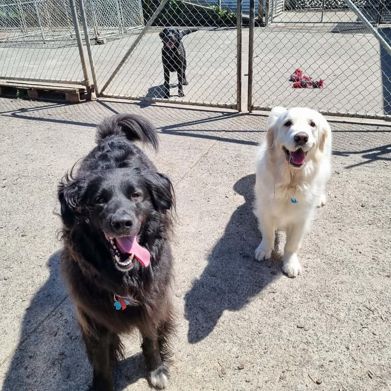 Dog Boarding